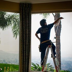 Indoor foliage plants